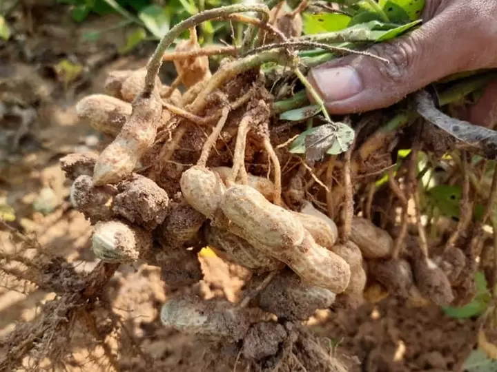 picture of peanut harvest