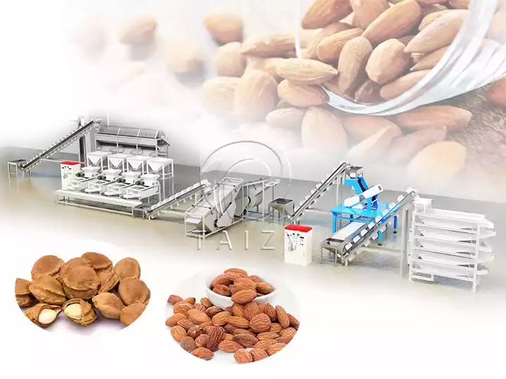 Automatic Almond Shelling Plant