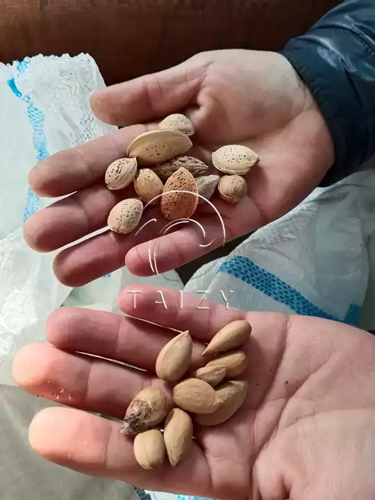 Why Multifunctional Almond Shelling Line Suits Various Hard Shell Nuts? 4 Comparison Of Almonds Before And After Shelling
