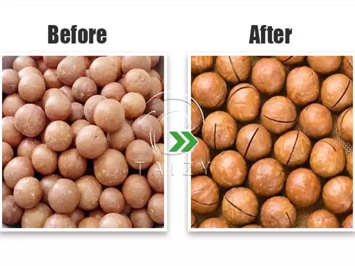 Macadamia Nut Opening Machine 4 Macadamia Nuts Before And After Scoring Effect